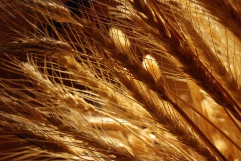 wheat from the chaff